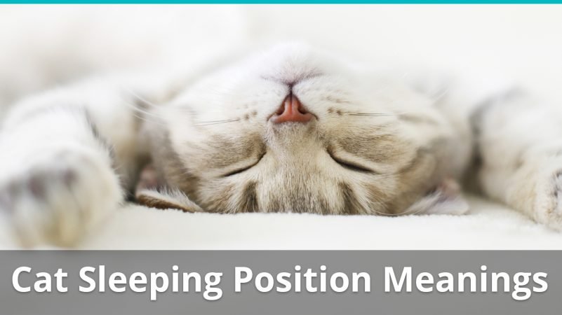 Cat Sleeping Position Meanings What Does Belly Up Or Curled Up Mean