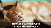 How And Why Do Cats Clean Themselves Grooming Licking And More