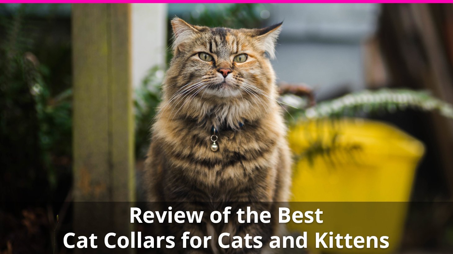 best cat collars