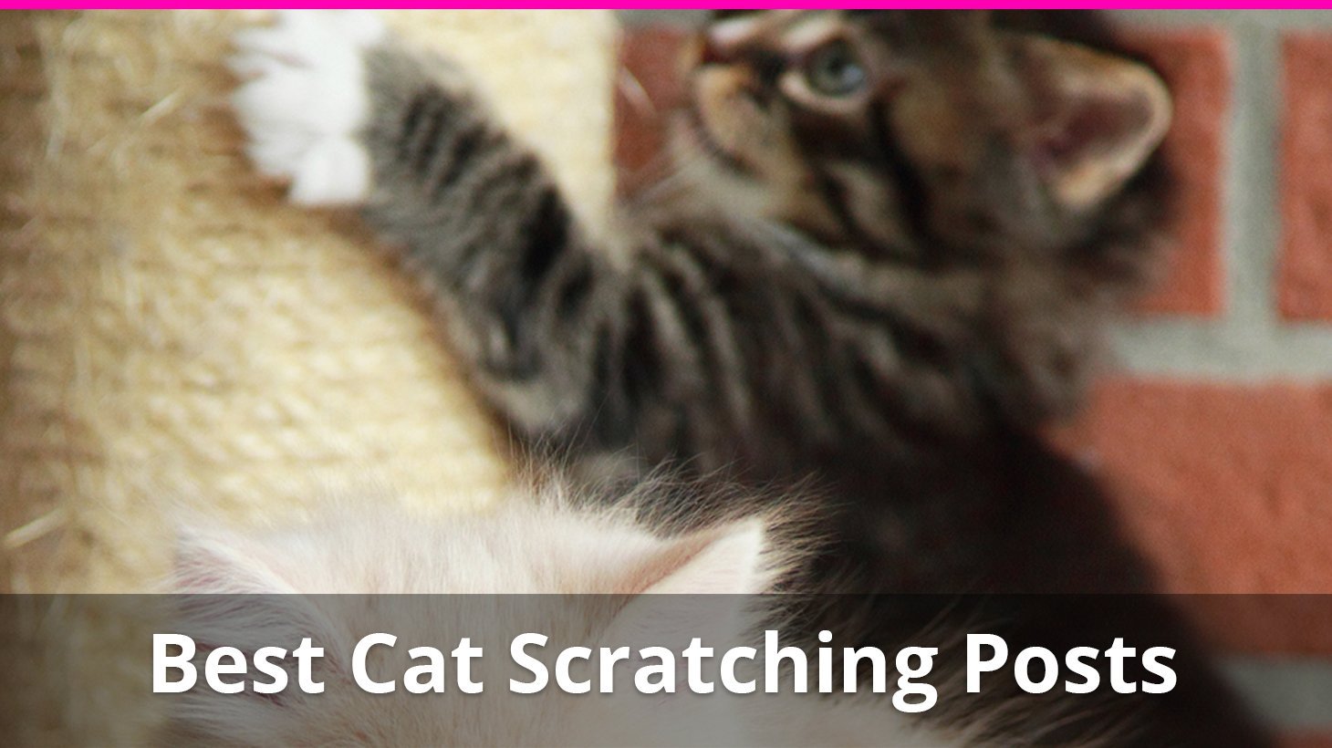 best cat scratching posts