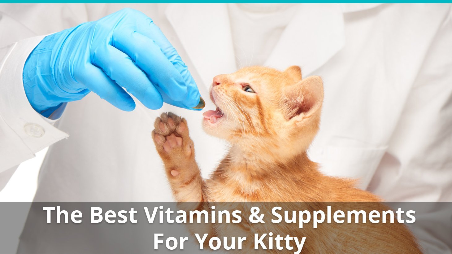 best cat supplements vitamins
