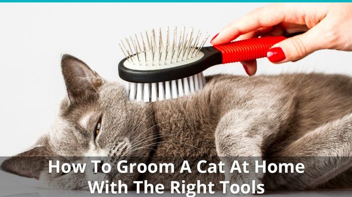 How To Groom A Cat At Home With The Best Tools | Reviews & Ratings