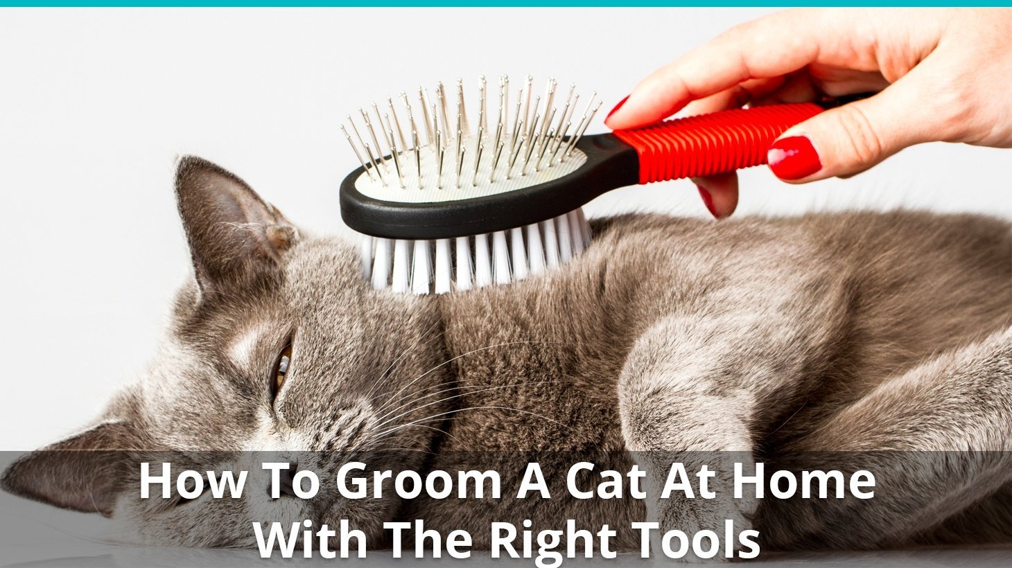 how to groom a cat