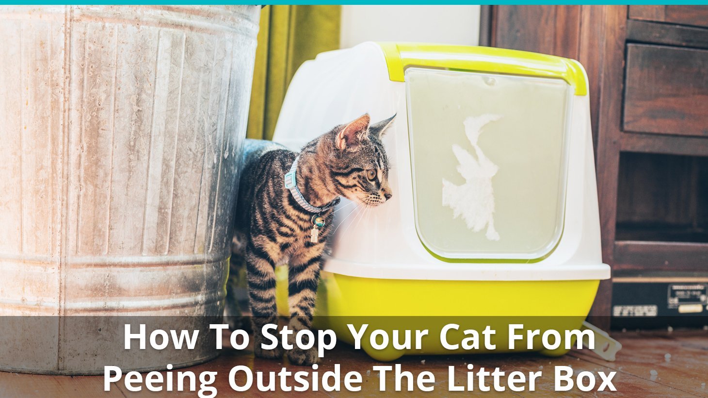 stop cat peeing outside litter box