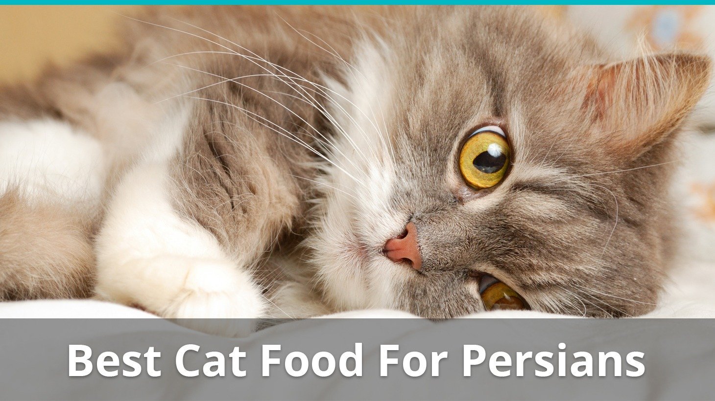 best cat food for persians