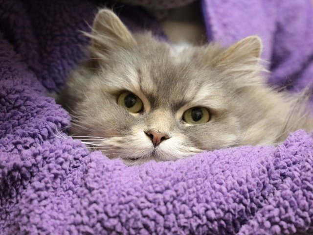 persian cat health issues
