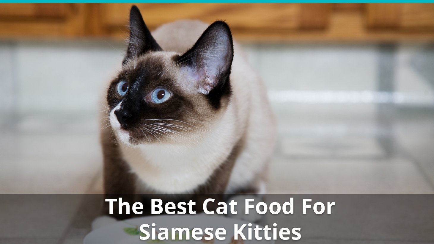 best siamese cat food