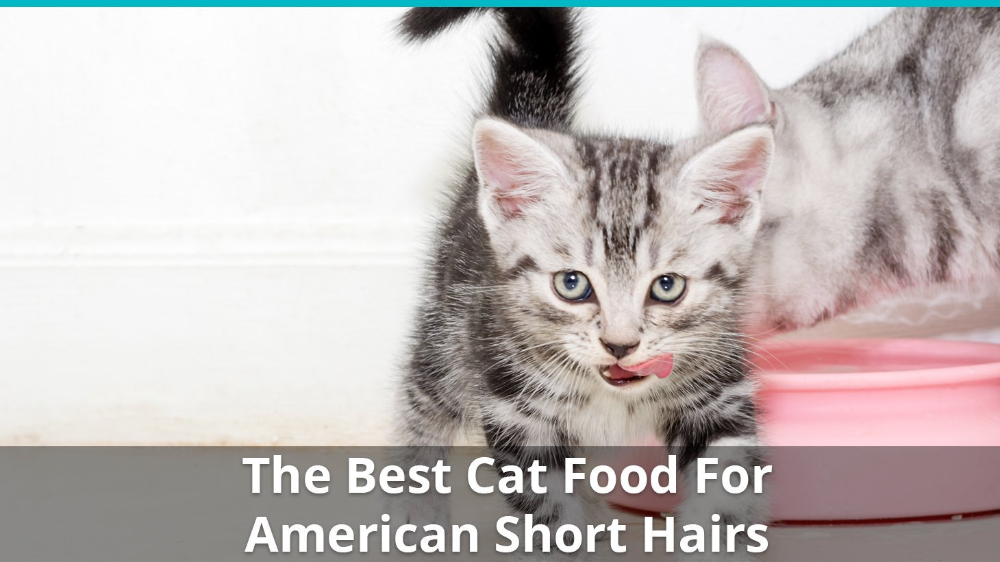best american short hair cat food