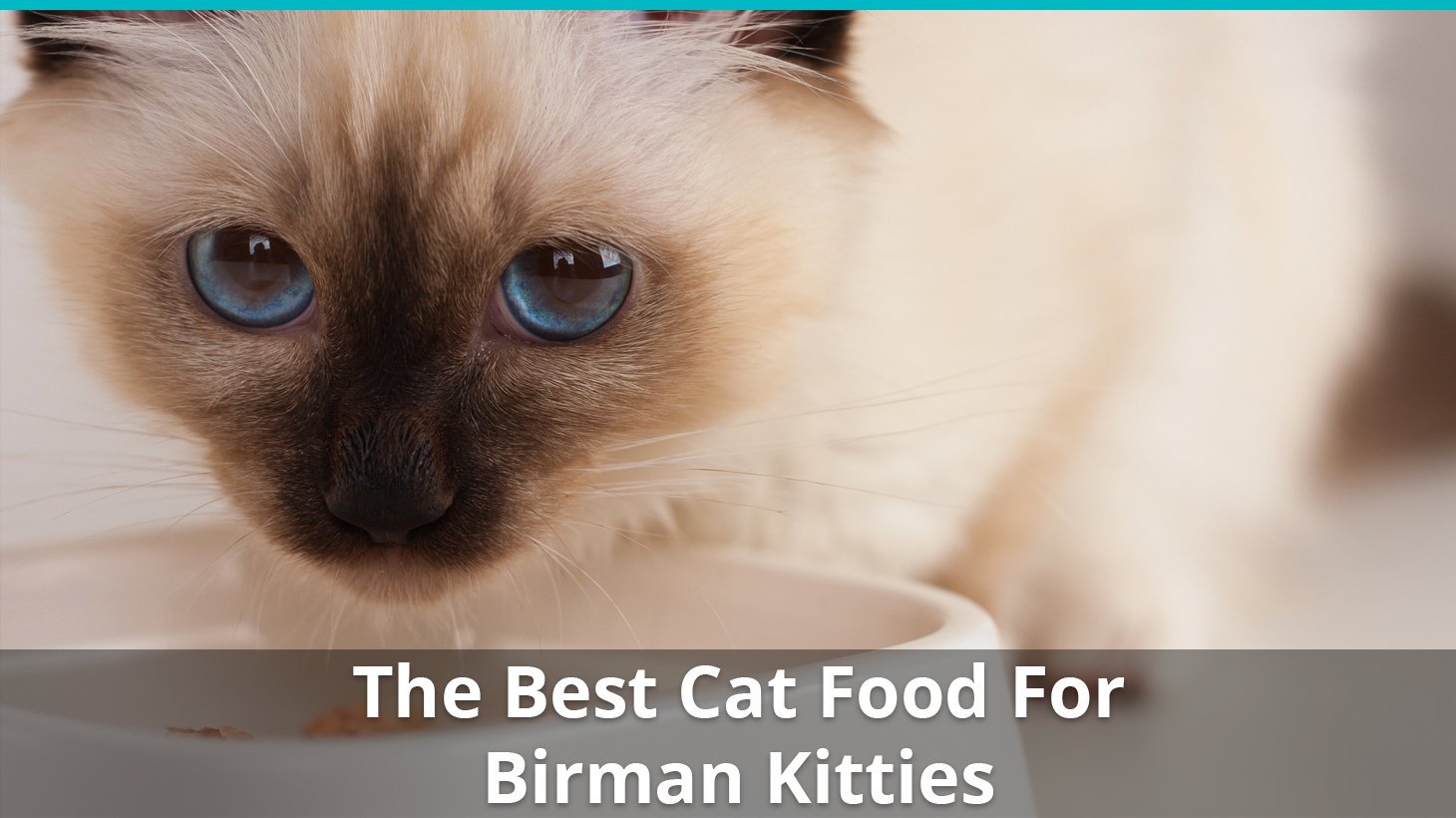 best birman cat food