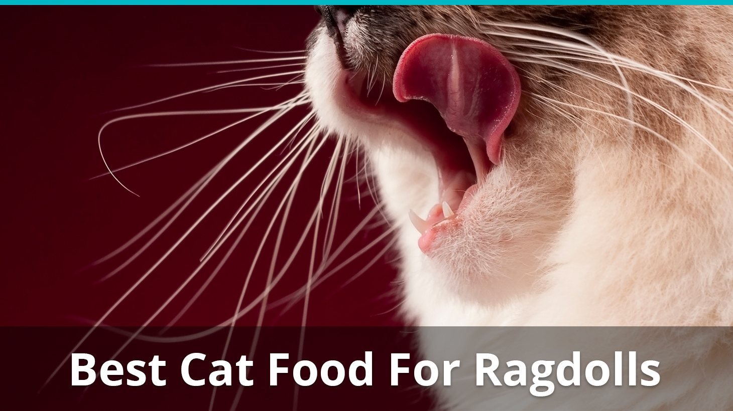 best cat food for ragdolls