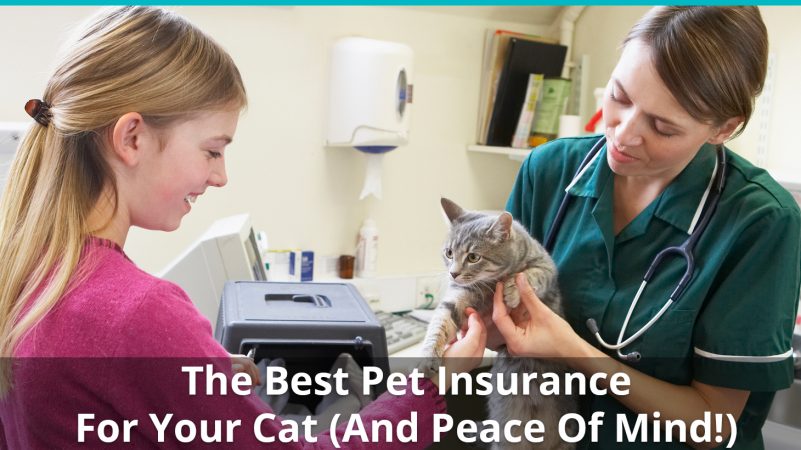 Cat Insurance: The Best Pet Insurance For Cats (with Reviews & Ratings)