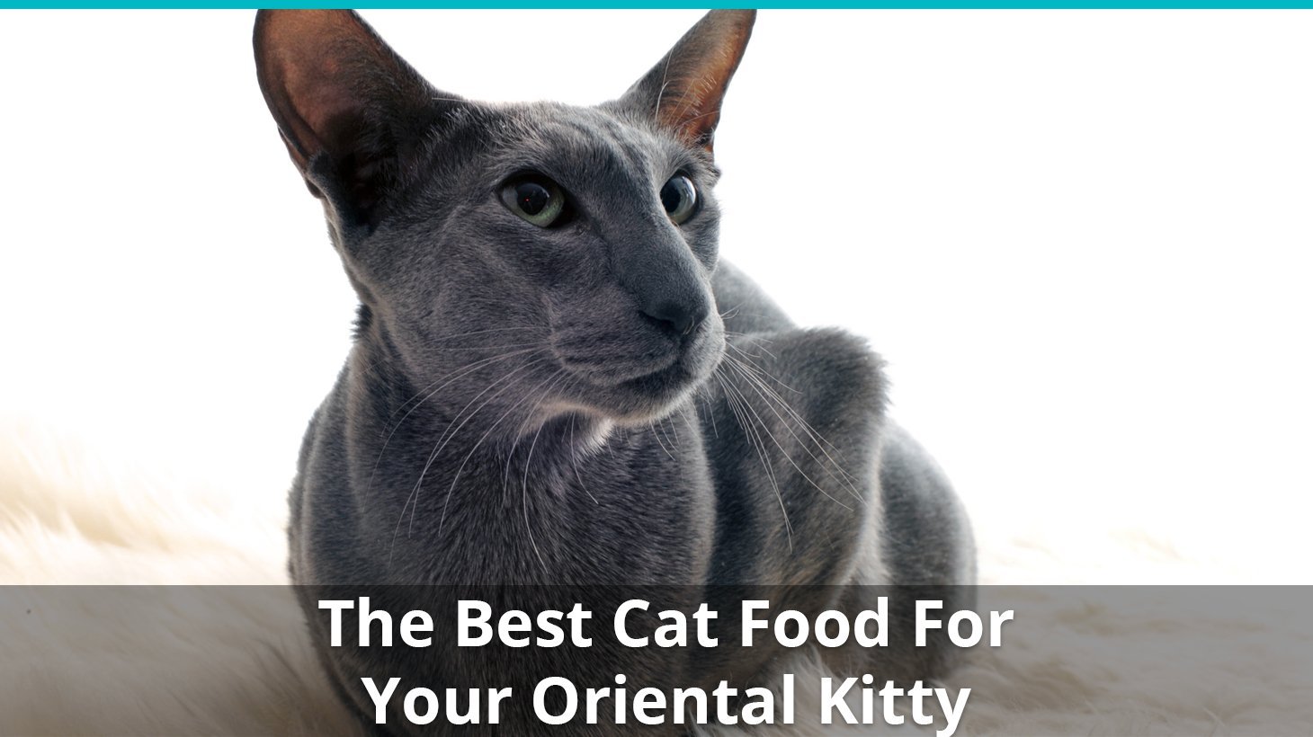 best oriental cat food