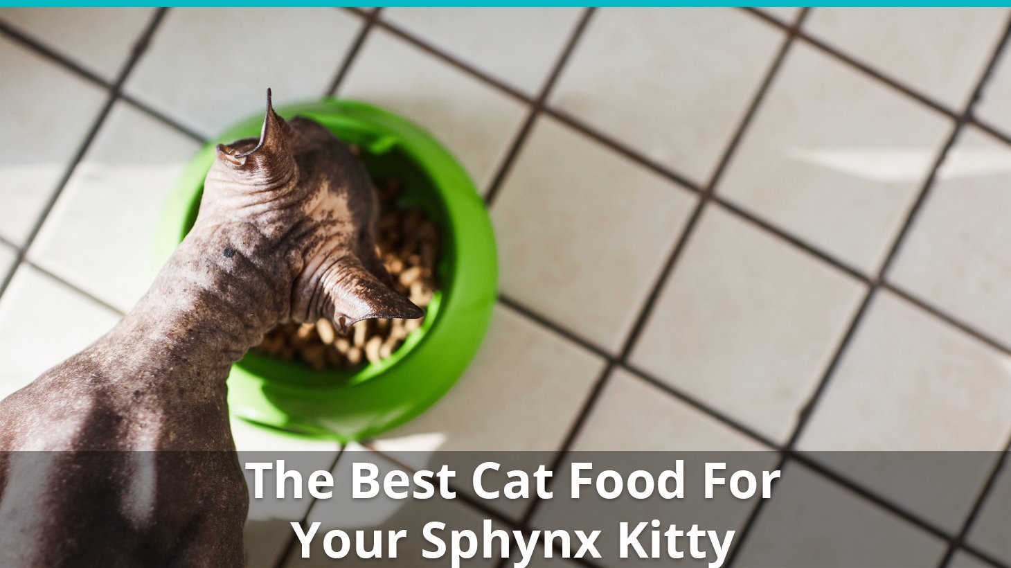 best sphynx cat food