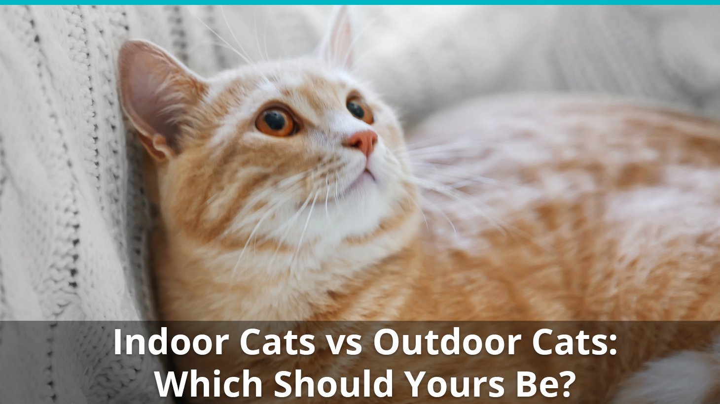 indoor cat vs outdoor cat