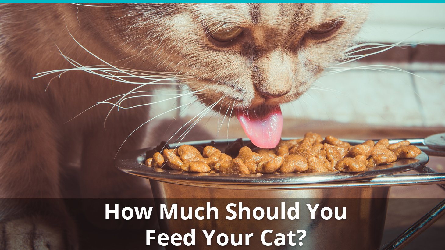 How Much Wet Food to Feed a Dog Calculator: Find the Perfect Portion