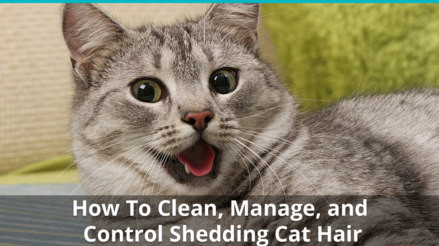 How To Clean and Control Cat Hair | Stop It From Taking Over Your Home!