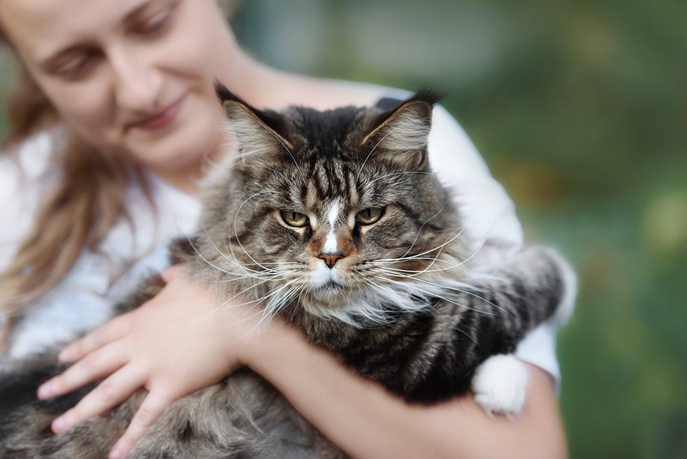 maine coon size