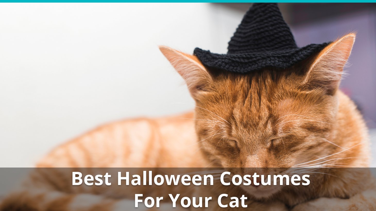 best halloween costume for cats