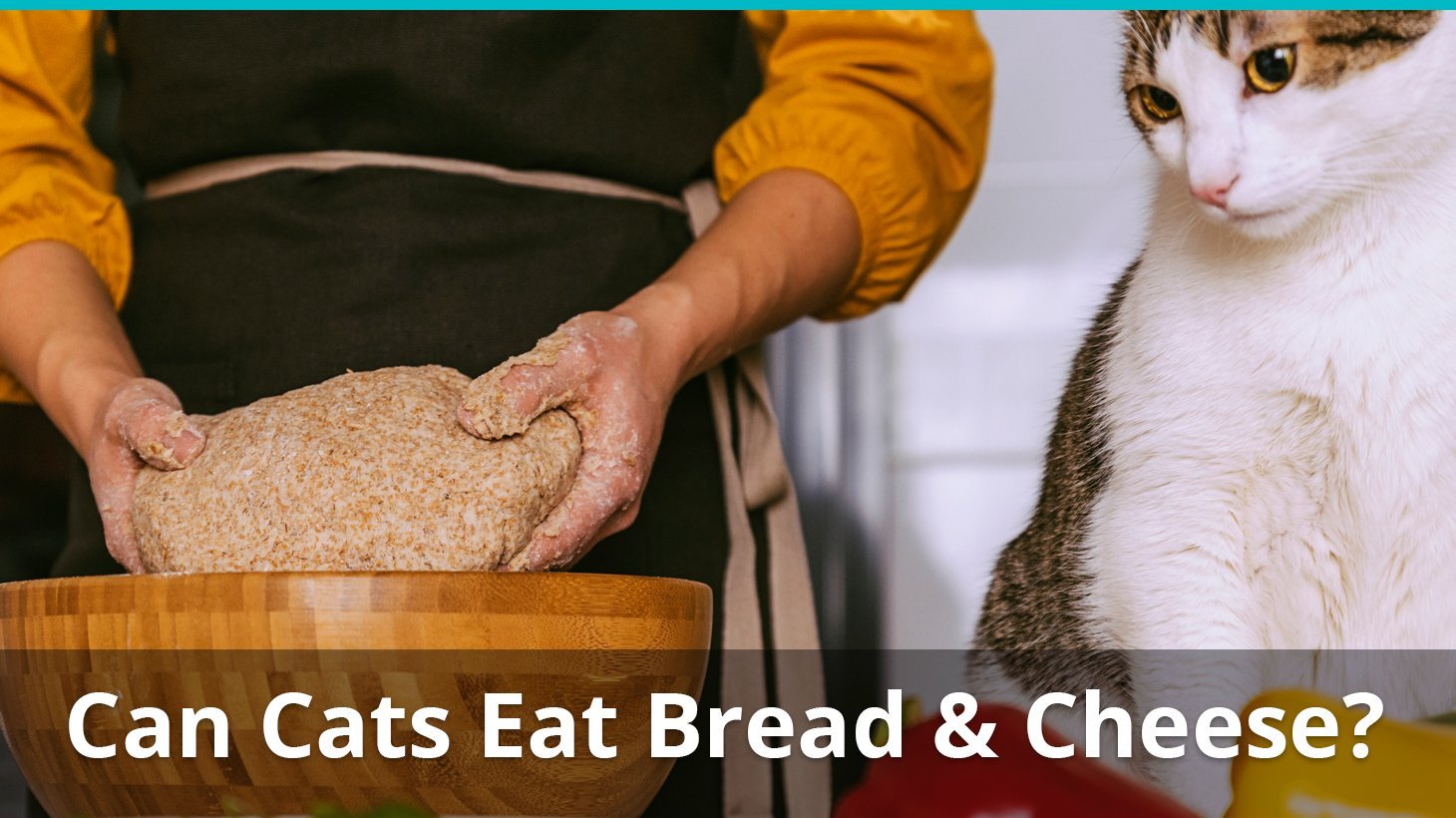 can cats eat bread cheese