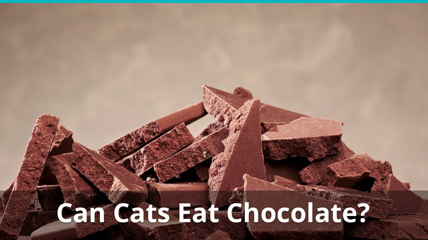 can cats eat chocolate