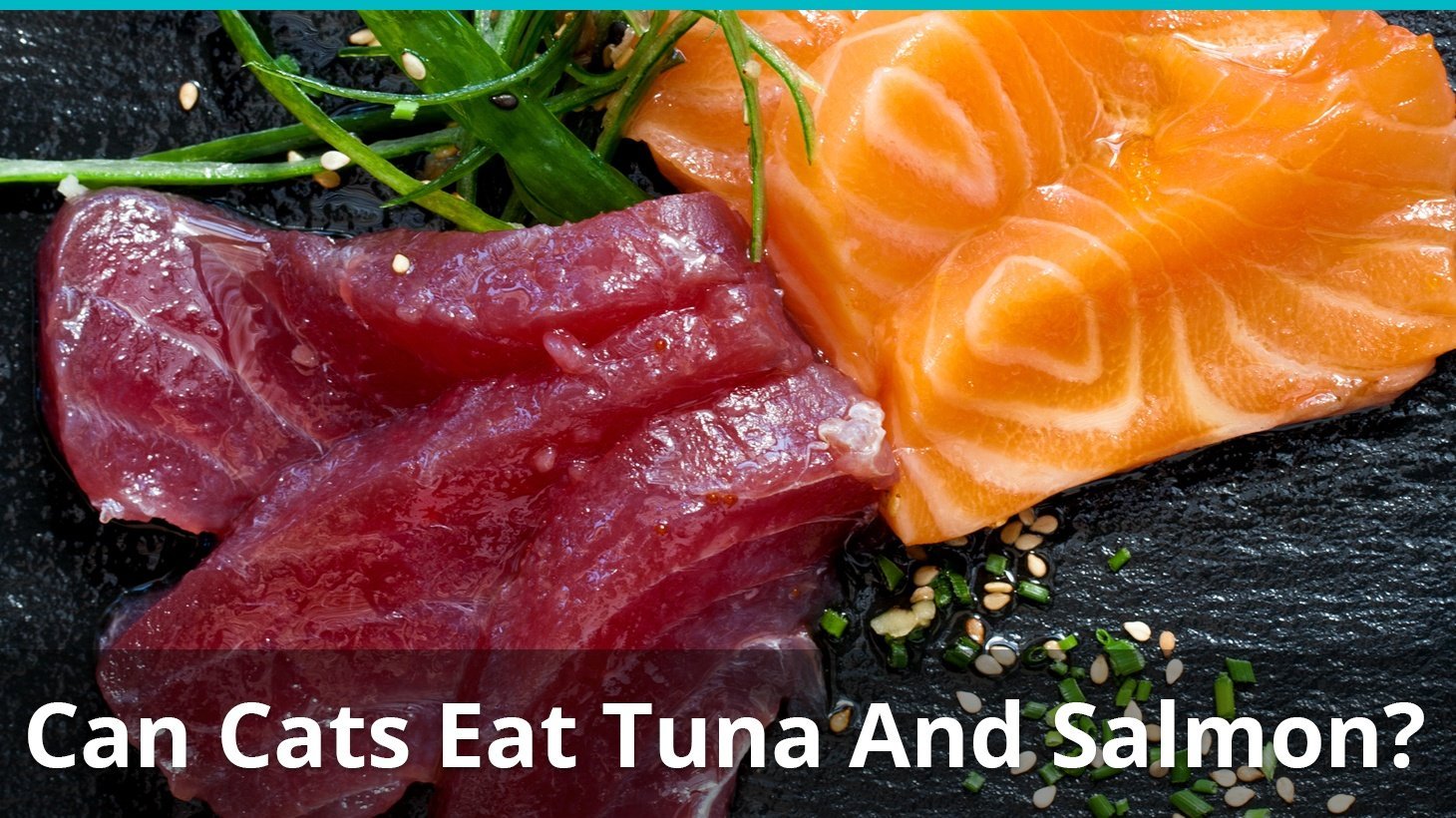 can cats eat tuna salmon