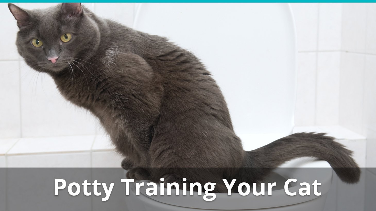 how to potty train cat toilet