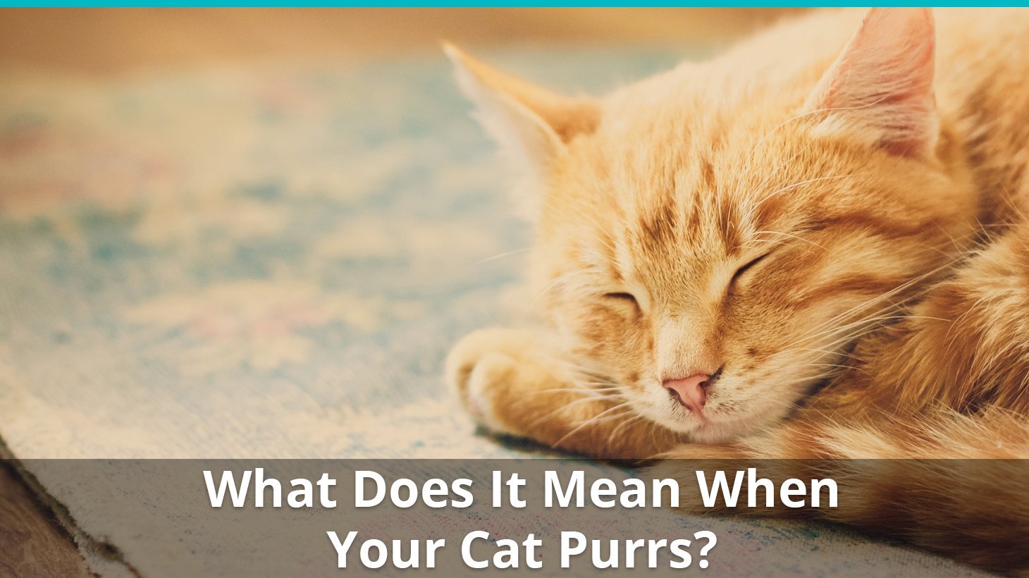 what does cat purr mean