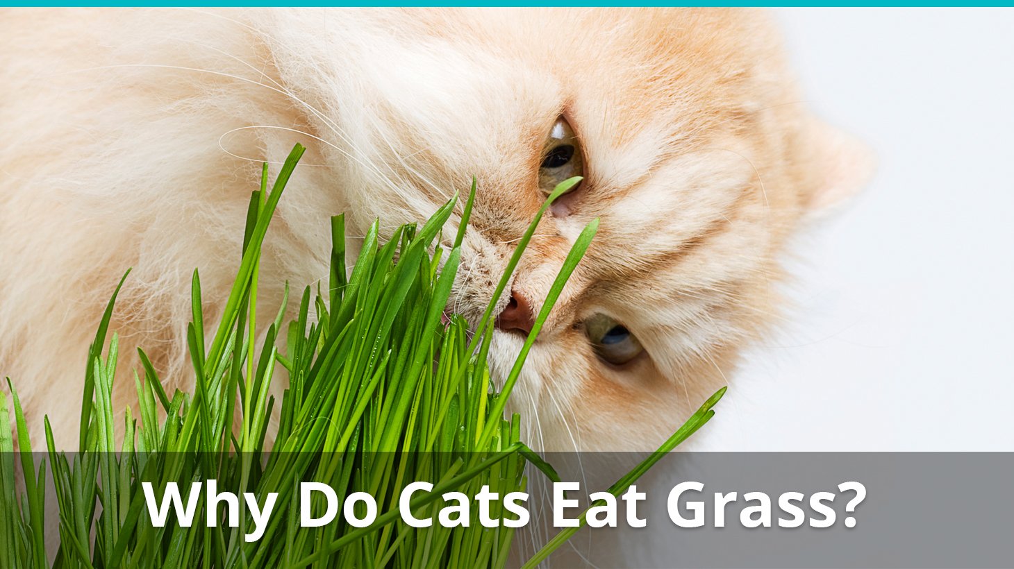 Why Do Cats Eat Grass What Does It Mean And Is It Healthy 