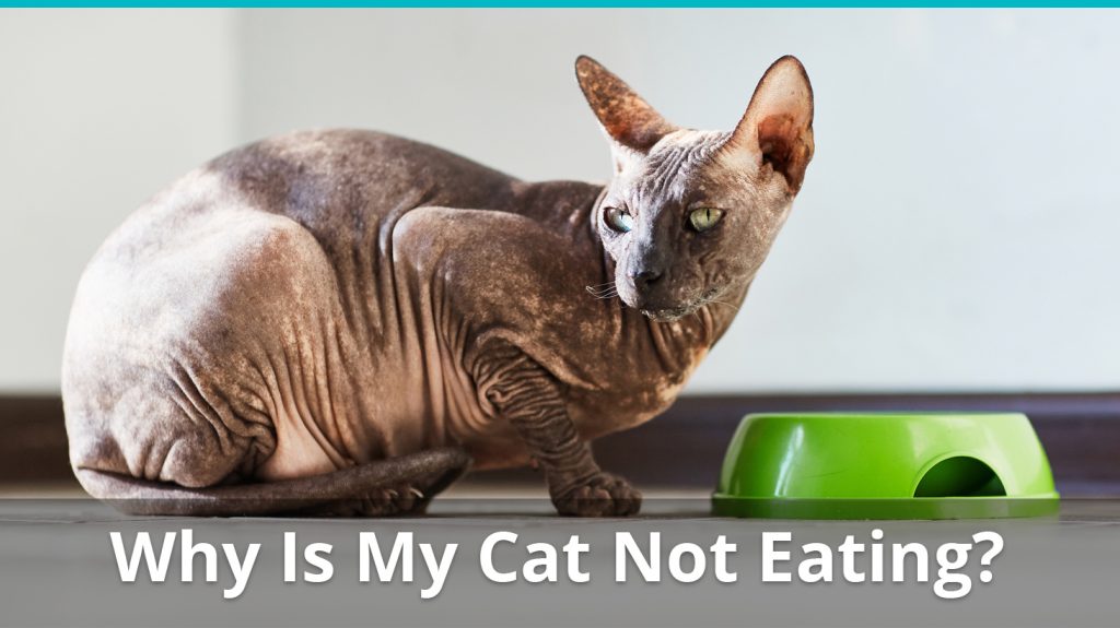 Why Is My Cat Not Eating Causes Risks And Treatments why-is-my-cat-not-eating-causes-risks-and-treatments