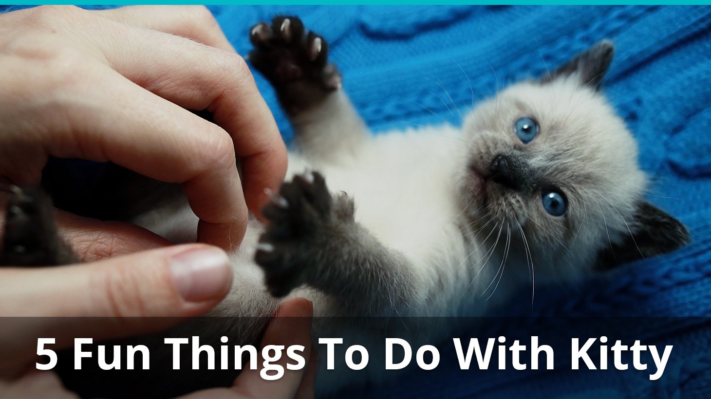 fun things for cats to play with