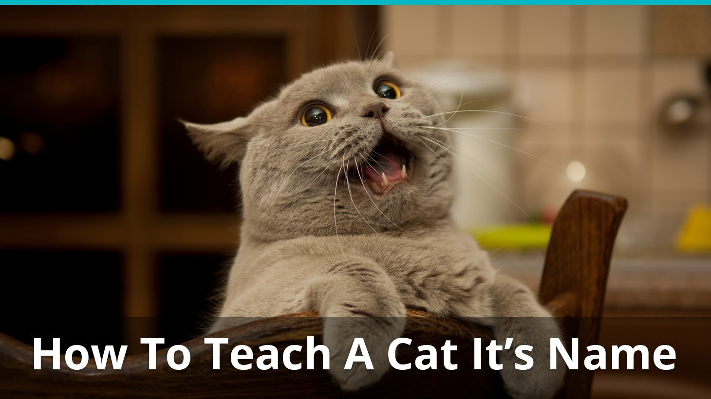 how to teach cat name