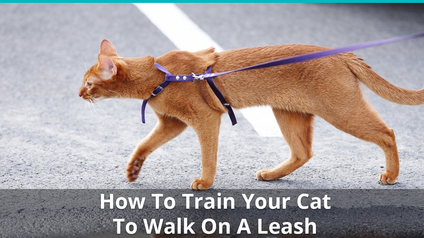 how to train cat walk leash