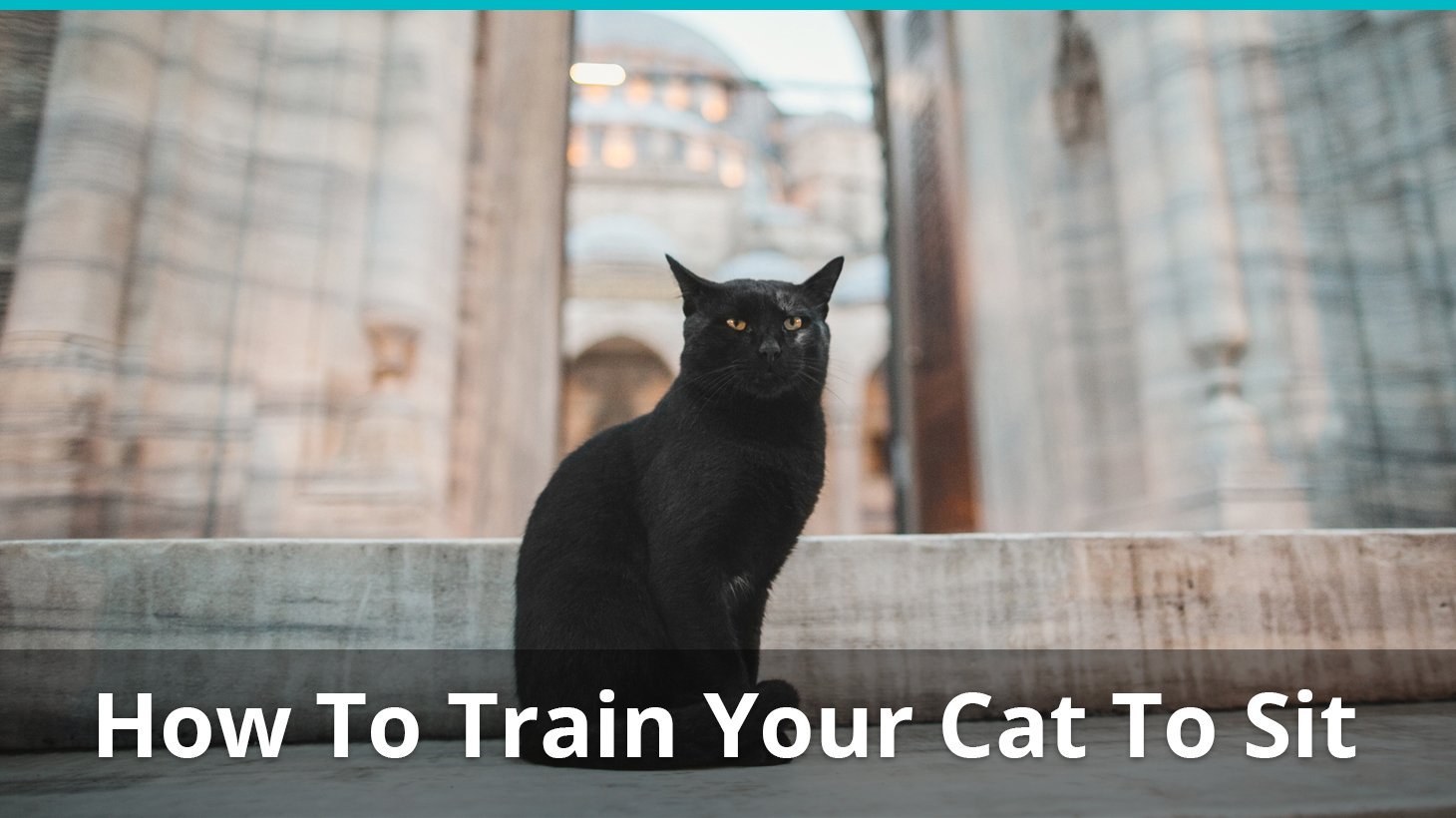 how to train your cat to sit