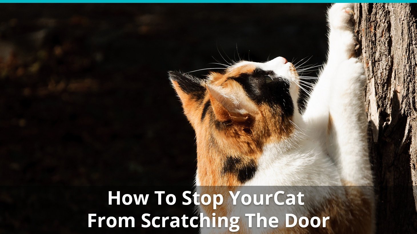 stop cat scratching door