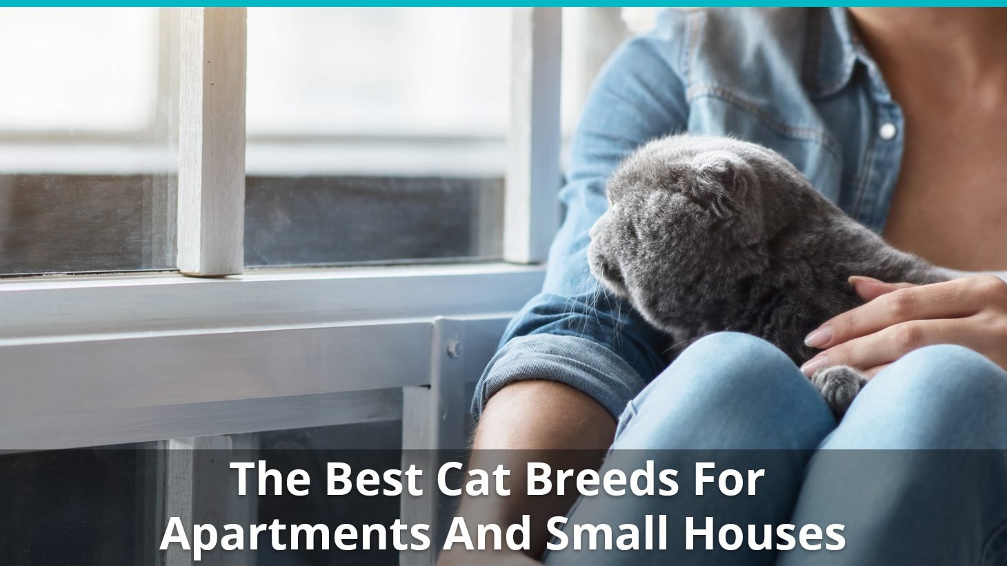 best cat breeds apartments