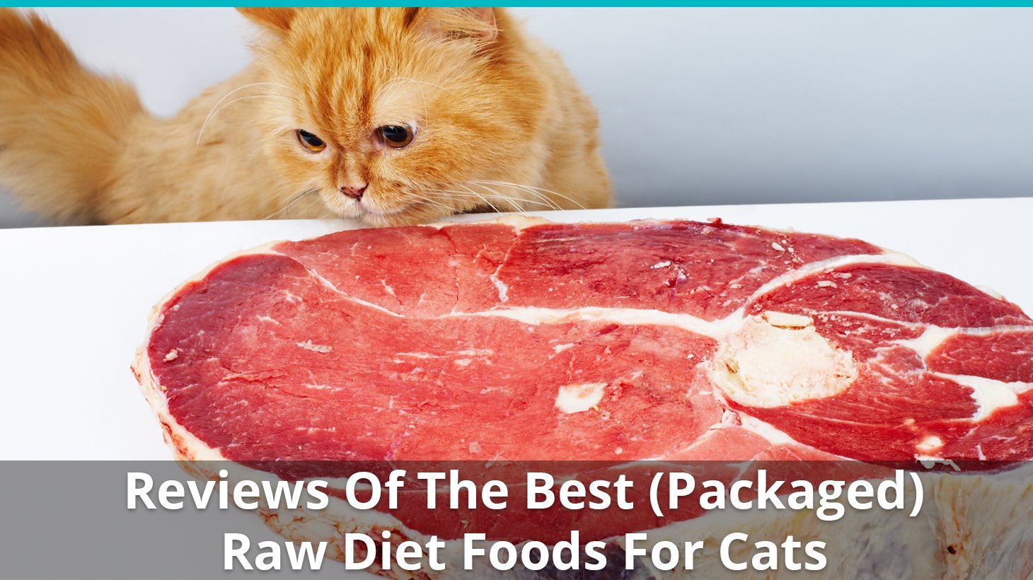 best raw food for cats