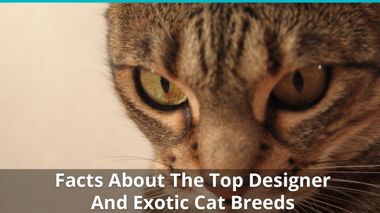 designer exotic cat breed facts