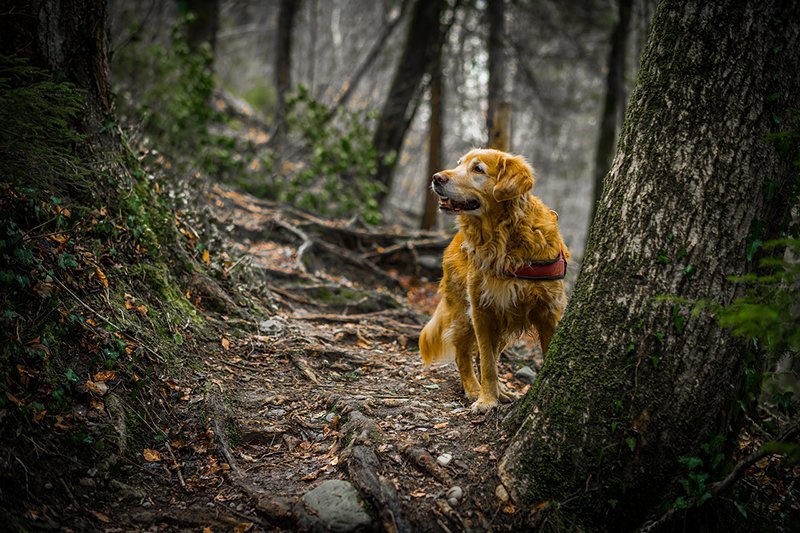 golden retriever