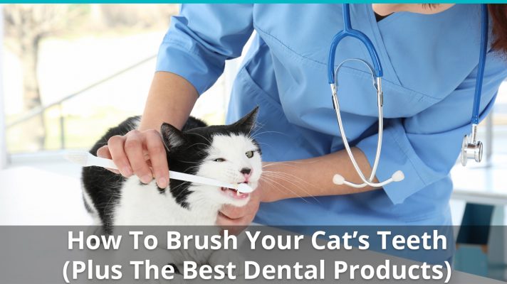 How To Brush Your Cat's Teeth At Home (With The Best Dental Products)