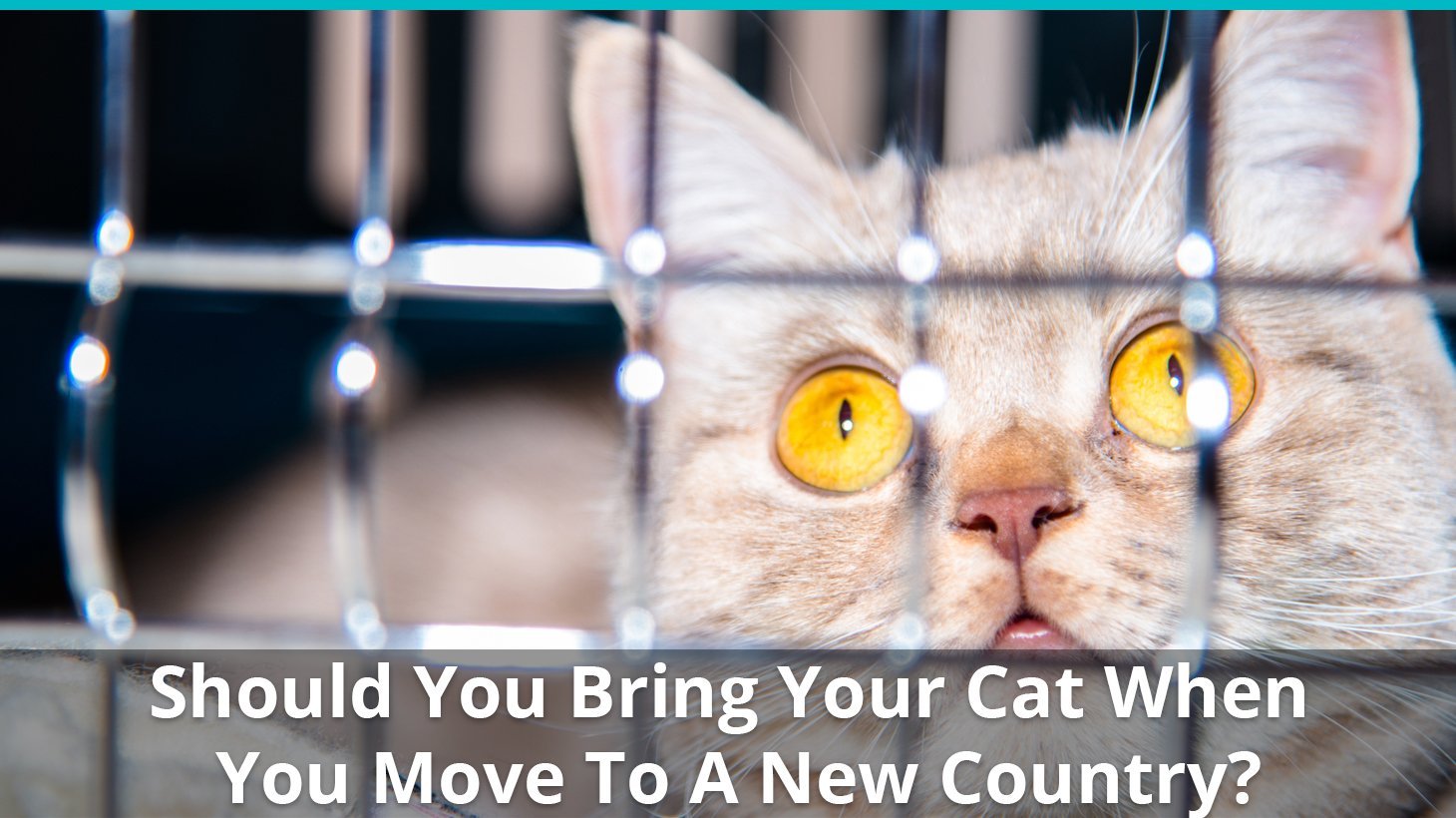 move cat to new country