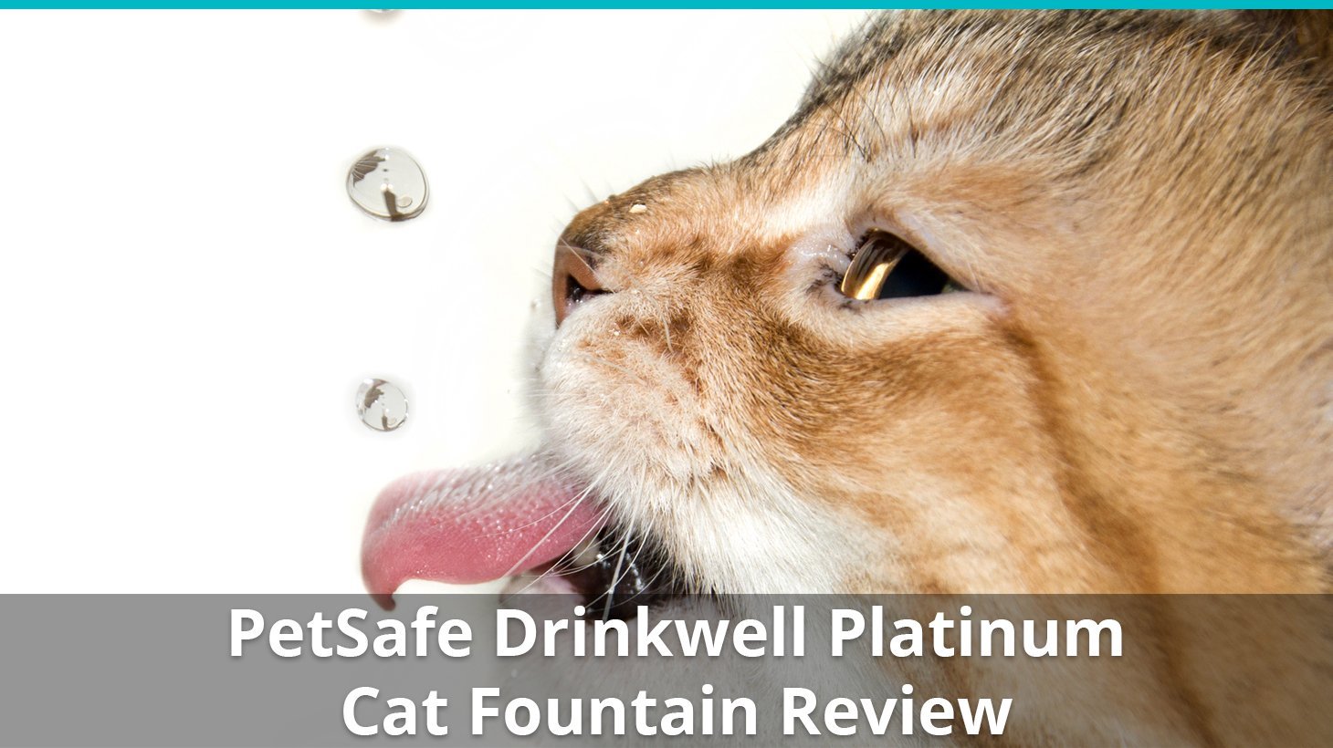 petsafe drinkwell platinum review