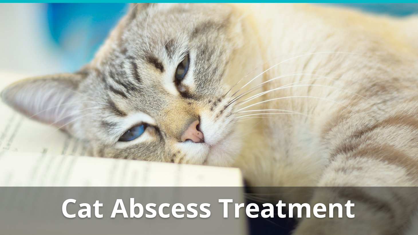 Cat abscess shop treatment at home