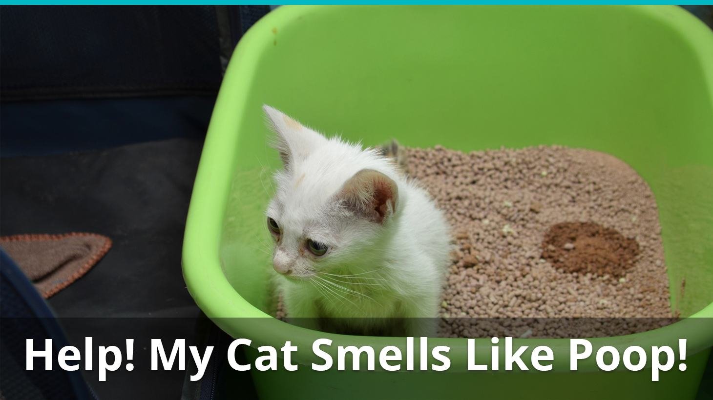 cat smells like poo