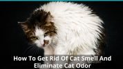 How To Get Rid Of That Stinky Cat Odor Smell | Best Neutralizers and Tips