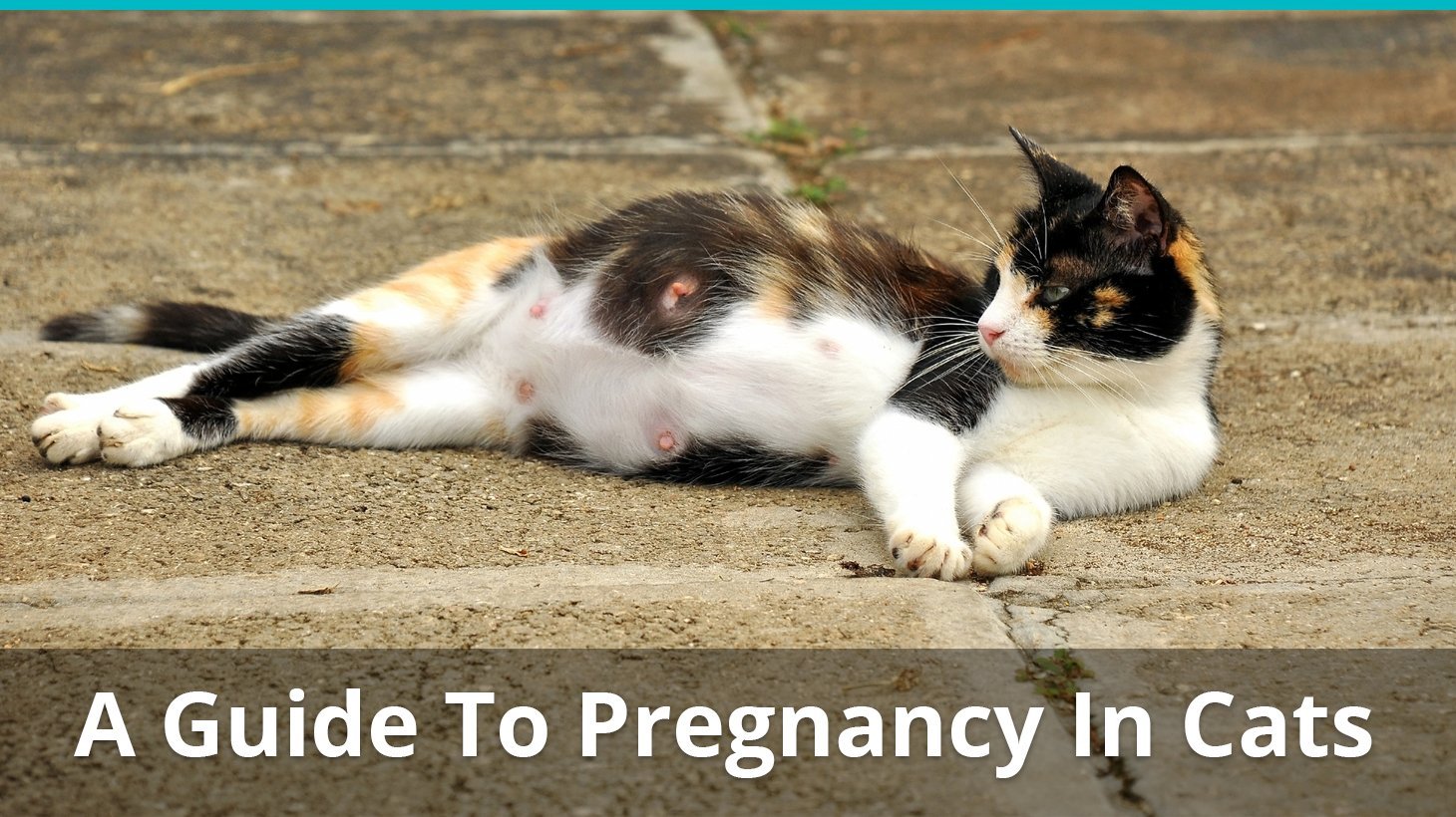 cat pregnancy guide