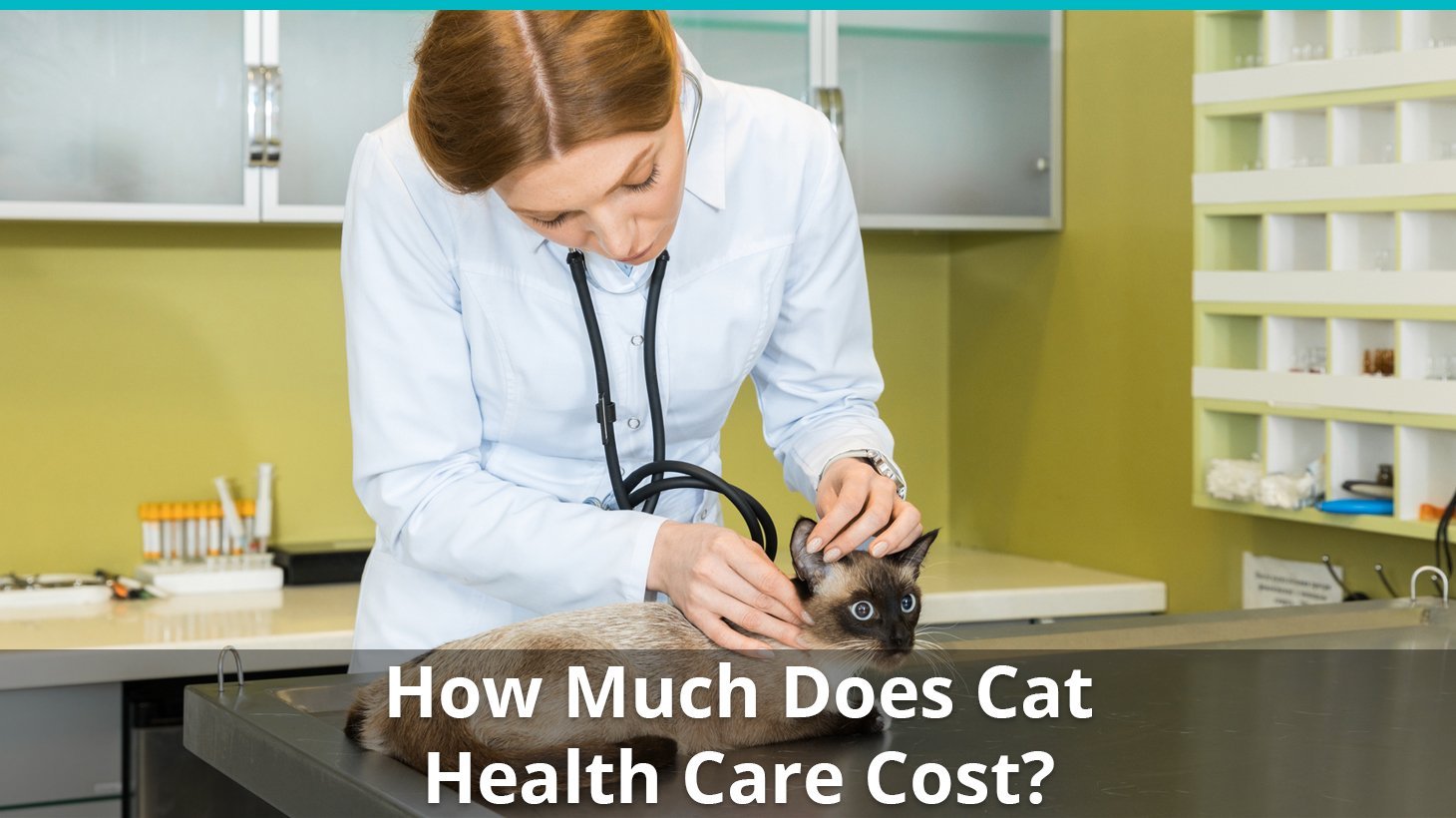 how much does cat health care cost