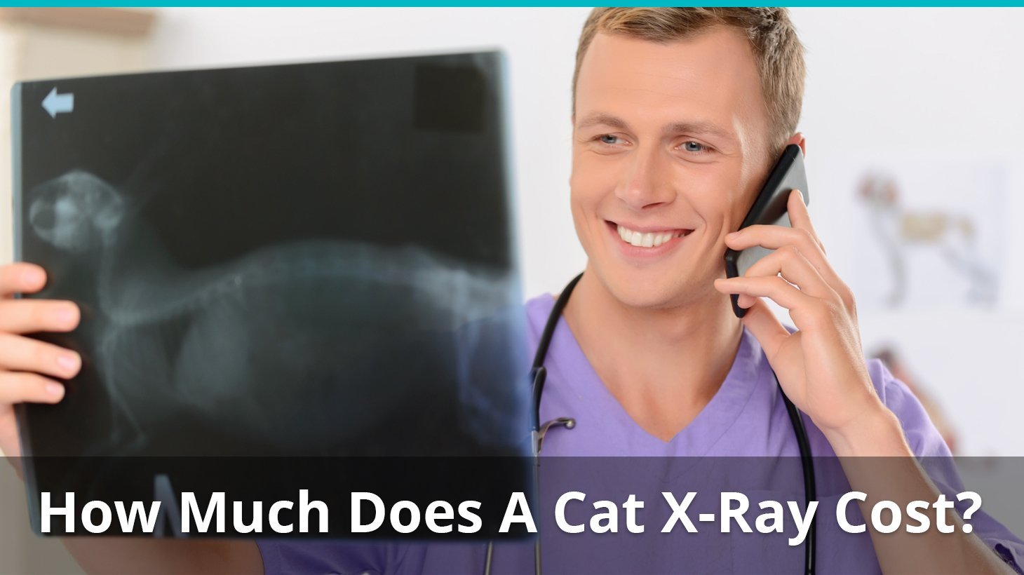 how much does cat x ray cost
