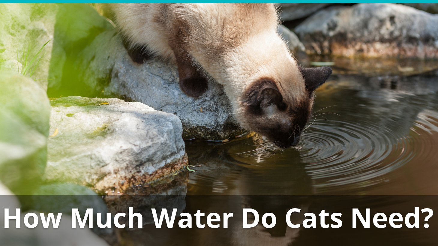 how much water do cats need