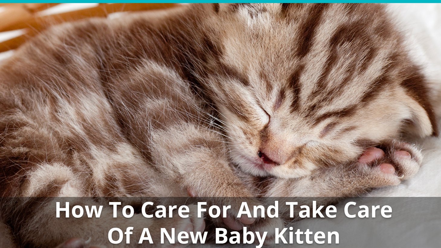how to care for baby kitten