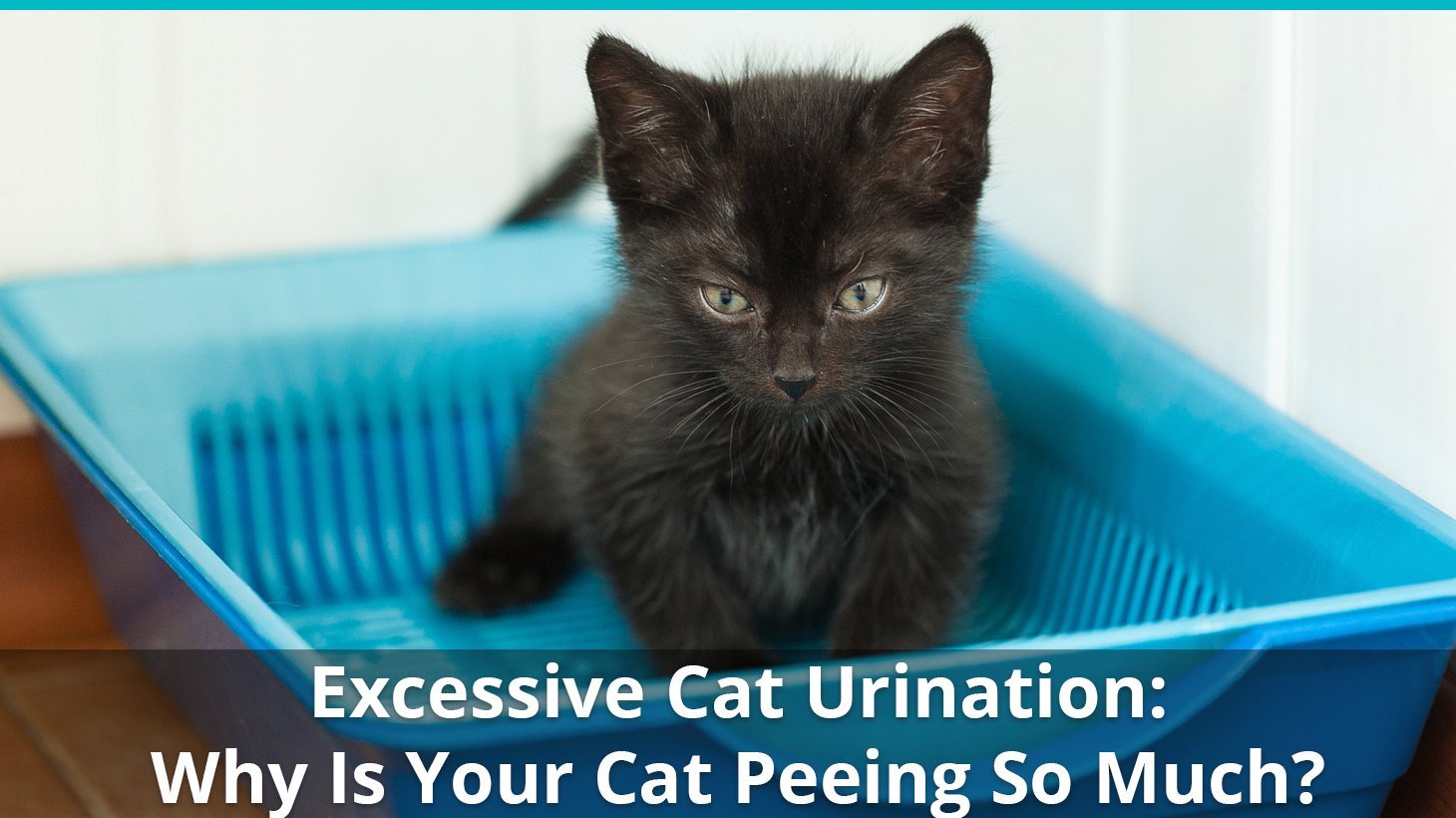 why cat peeing so much